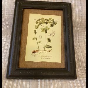 “Raz” Wall Picture Art-Euphorbia angulata Jaco